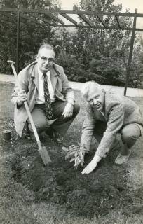 ARH Slg. Bartling 2914, Der Betreuer der Gast-Schülerinnen aus Tacoma, Washington (USA), Hans Ehrenheim (l., mit Spaten) und der Oberstudiendirektor Joachim Peters beim Pflanzen einer von den Gästen überreichten amerikanischen Kastanie, Neustadt a. Rbge., 1974