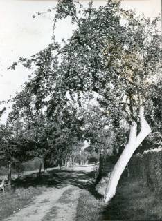 ARH Slg. Bartling 3236, Blick in die Apfelallee nach Norden mit teilweise älteren Bäumen, Neustadt a. Rbge., 1971