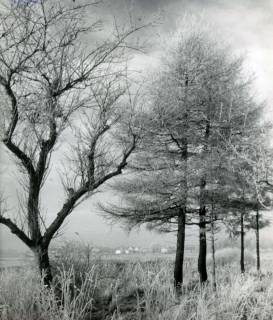 ARH Slg. Bartling 3238, Mit Rauhreif bedeckte Bäume an der Apfelallee, Blick über das Leinetal nach Westen (2 Ex.), Neustadt a. Rbge., 1969