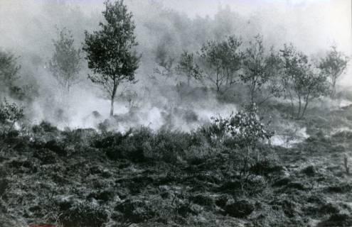 ARH Slg. Bartling 3276, Flächenbrand (Bodenfeuer) im Moor mit jungen Bäumen, Neustadt a. Rbge., 1970