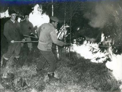 ARH Slg. Bartling 3287, Löscheinsatz von drei Männern beim Bodenfeuer mit Feuerpatschen im Toten Moor, Neustadt a. Rbge., 1970