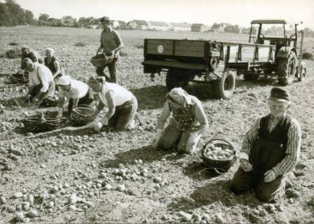 ARH Slg. Bartling 3576, Kartoffelernte von Hand mit sieben Helfern und Helferinnen beim Lesen der Kartoffeln in Körbe und einem Mann beim Leeren der Körbe auf den Trecker-Anhänger, um 1970