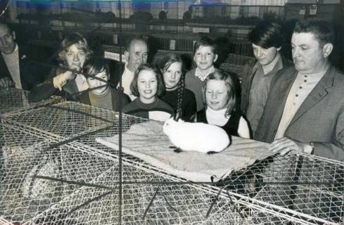 ARH Slg. Bartling 3612, Präsentation eines auf einem Drahtkäfig sitzenden weißen Angorakaninchens für eine Gruppe von Kindern durch N. N. während der Ausstellung F 1 73 in der Gastwirtschaft Walter Rubrecht, Landwehr 26, Neustadt a. Rbge., 1973