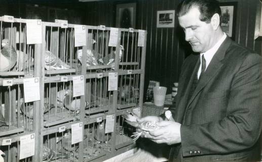 ARH Slg. Bartling 3620, Taubenzüchter (in Nadelstreifenanzug) mit Taube in den Händen rechts neben den Drahtkäfigen der Tauben-Ausstellung in der Gastwirtschaft Walter Rubrecht, Landwehr 26, Neustadt a. Rbge., 1969
