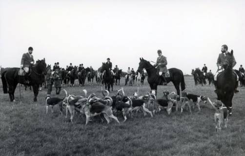 ARH Slg. Bartling 3709, Größere Jagdgesellschaft zu Pferde mit Hundemeute (Beagle) auf einer Wiese vor dem Startsignal, Mandelsloh, um 1980