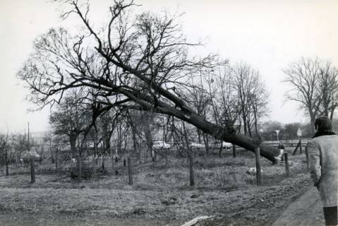 ARH Slg. Bartling 3771, Gefällter Baum an der Einmündung der Straße Am Fährhaus in die Poggenhagener Straße (im Winter), Poggenhagen, 1972