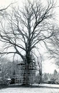 ARH Slg. Bartling 3827, Zur Durchführung von Baumschutz eingerüstete Solitär-Buche im (leicht verschneiten) Park der Firma Licht und Leuchten E. Kubald, Poggenhagen, um 1970