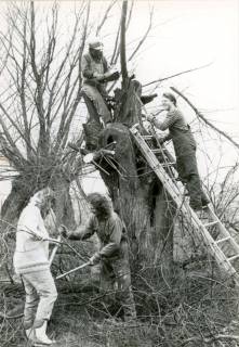 ARH Slg. Bartling 3890, Vier Vogelschützer beim Beschneiden von Kopfweiden in der Leinemasch bei Bordenau, um 1980