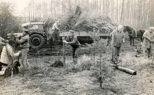 ARH Slg. Bartling 3893, Baumpflanzungsaktion mit vielen Helfern sowie Trecker- und Pferdegespann, Errichtung eines Absperrzauns, Bordenau, um 1980