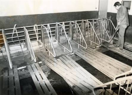 ARH Slg. Bartling 4023, Leerer Schweinestall mit Einzelboxen aus Eisenrohren und mit moderner Entmistungsanlage, rechts: Kreislandwirt Friedrich Rode, Esperke, 1973