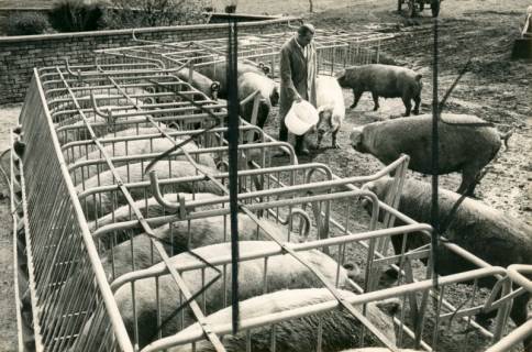 ARH Slg. Bartling 4024, Schweinestall mit Einzelboxen aus Eisenrohren, dahinter Kreislandwirt Friedrich Rode, beim Füttern von frei laufenden Mast-Schweinen, Esperke, 1973
