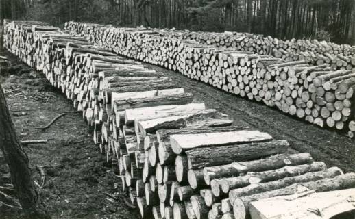 ARH Slg. Bartling 4097, Mehrere abfahrbereite Polter mit Kurzholz am Polterplatz im Forst, Eilvese, 1973