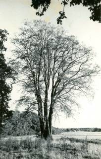ARH Slg. Bartling 4175, Buchenhain im Frühjahr, am Horizont Siedlungshäuser erkennbar, Hagen, um 1975