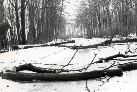 ARH Slg. Bartling 4441, Sturmschäden im Laubwald auf dem verschneiten Weg von Mariensee nach Basse, um 1975
