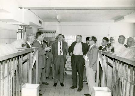 ARH Slg. Bartling 4471, Besuchergruppe aus Kreistagsmitgliedern in einem Schafstall des Instituts für Tierzucht und Tierverhalten, Mariensee, um 1970