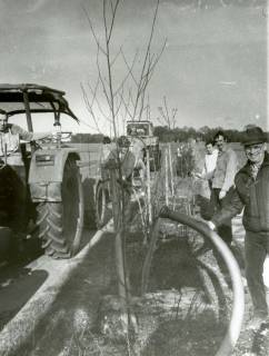 ARH Slg. Bartling 4516, Bewässerung von frisch gepflanzten Bäumen durch freiwillige Helfer mit zwei Treckern an der Meerstraße, Mardorf, um 1980