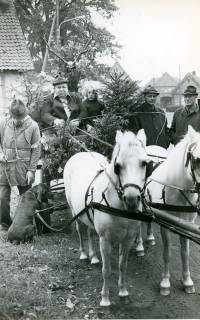 ARH Slg. Bartling 4723, Zweiergespann mit Schimmeln von vorn, geführt von Karl Wippermann, beladen mit Weihnachtsbäumen, rechts und links Männer in Jägerkleidung, Nöpke, 1985