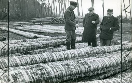 ARH Slg. Bartling 4751, Drei Männer zwischen Haufen von gefällten Baumstämmen bei der Begutachtung des Ergebnisses der maschinellen Baumschälung, Nöpke, 1973