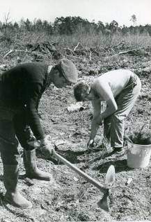 ARH Slg. Bartling 4757, Zwei Männer der Försterei Dammkrug beim Pflanzen von jungen Fichten, zwischen Neustadt und Frielingen, um 1975