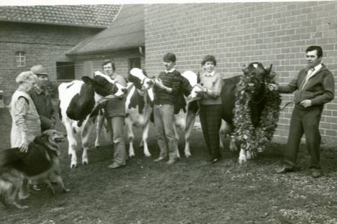 ARH Slg. Bartling 4779, Präsentation von vier prämierten Milchkühen, geführt von vier jungen Leuten, vor einem landwirtschaftlichen Gebäude, die vierte Kuh (r.) behängt mit einem Siegerkranz aus Eichenlaub, Otternhagen, nach 1985