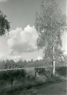 ARH Slg. Bartling 4895, Blick von einem Weg vorbei an einer Birke über einen Zaun ins Scharreler Moor, Scharrel, um 1975