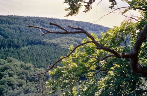 ARH Slg. Bürgerbüro 119, Blick auf den Wald nahe des Langenfelder Wasserfalls, Langenfeld, ohne Datum