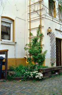 ARH Slg. Bürgerbüro 362, Kleines Beet mit einer Kletterpflanze an einer Hausfassade, Hannover, 1998