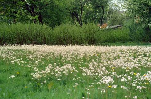 ARH Slg. Bürgerbüro 604, Blumenwiese auf dem Lindener Berg, Linden, 1996