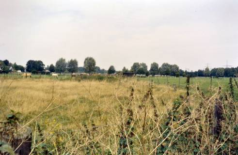 ARH Slg. Bürgerbüro 641, Blick auf eine Weide, im Hintergrund grasende Pferde, Hannover Umgebung, 1996