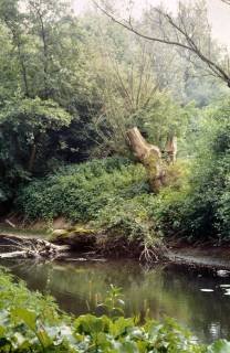 ARH Slg. Bürgerbüro 811, Kopfweide an einem Bach, Hannover, 1998