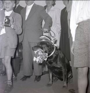 ARH Slg. Fratzer 01-003/0005, Rückkehr von Hannover 96 vom Finale der Deutschen Meisterschaft in Hamburg, Hannover, 1954