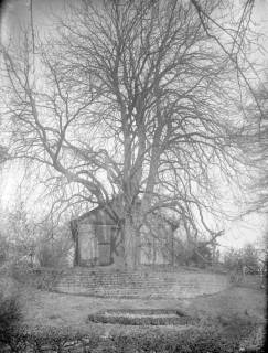 ARH Slg. Grabenhorst 30, Giebelansicht eines schlichten fensterlosen Fachwerkbaus mit großer Tür, davor ein großer blattloser Baum (Buche?), auf einem abgemauerten Podest, vor 1924
