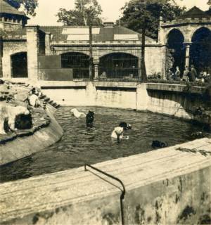 ARH Slg. Janthor 0241, Eis- und Schwarzbären im Zoo, Hannover-Zoo, um 1940