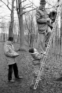 ARH Slg. Weber 02-012/0012, Georg Wallus und N.N. auf einer Leiter bei einer Nisthöhlenkontrolle vom Vogelschutz- und Vogelliebhaberverein Gehrden im Gehrdener Berg , zwischen 1980/1990