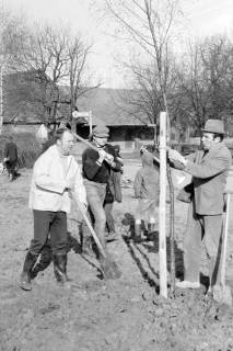 ARH Slg. Weber 02-090/0001, Ortsbürgermeister Karl-Heinz Hohmann (rechts) und weitere Männer bei einer Baumpflanzung in der Dorfmitte von Redderse, zwischen 1980/1990