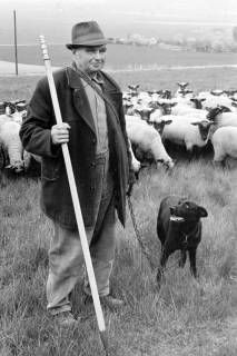 ARH Slg. Weber 02-103/0011, Schäfer Hermann Milius aus Ditterke mit seinem Hund und seinen Schafen, zwischen 1980/1990