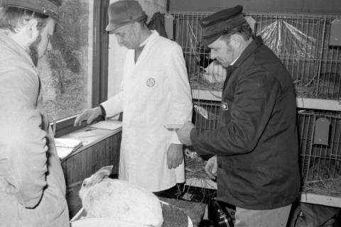 ARH Slg. Weber 02-144/0008, Mitglieder des Kaninchenzuchtvereins F 36 Gehrden beim Wiegen eines Kaninchens während einer Ausstellung im Schützenhaus Gehrden, zwischen 1980/1990