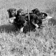 Archiv der Region Hannover, ARH NL Dierssen 0121/0008, Junge Hunde