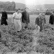 Archiv der Region Hannover, ARH NL Dierssen 0122/0022, Kartoffelkäfer Bekämpfung
