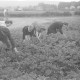 Archiv der Region Hannover, ARH NL Dierssen 0122/0023, Kartoffelkäfer Bekämpfung