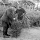 Archiv der Region Hannover, ARH NL Dierssen 0135/0011, Verkauf von Weihnachtsbäumen, Springe