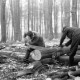 Archiv der Region Hannover, ARH NL Dierssen 0140/0018, Holzfäller im Saupark