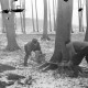 ARH NL Dierssen 0140/0022, Holzfäller im Saupark
