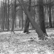 Archiv der Region Hannover, ARH NL Dierssen 0141/0003, Holzfäller im Saupark