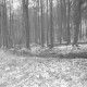 ARH NL Dierssen 0141/0004, Holzfäller im Saupark