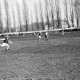 Archiv der Region Hannover, ARH NL Dierssen 0144/0001, Fußball, Springe