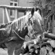 Archiv der Region Hannover, ARH NL Dierssen 0162/0004, Pferd mit Zöpfen