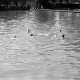 ARH NL Dierssen 0175/0021, Schwimmfest