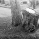 Archiv der Region Hannover, ARH NL Dierssen 1007/0003, Friedhof - Baumstumpf aus Stein als Grabstein