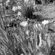 Archiv der Region Hannover, ARH NL Dierssen 1013/0004, Frühlingsblumen im Garten von Pastor Ziete